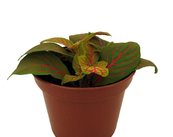 Skeleton Fittonia Nerve Plant - Easy House Plant - 2.5" Pot