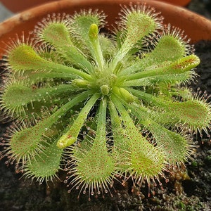 Spoonleaf Carnivorous Sundew Plant -Drosera spathulata-2" Pot-Collector's Series