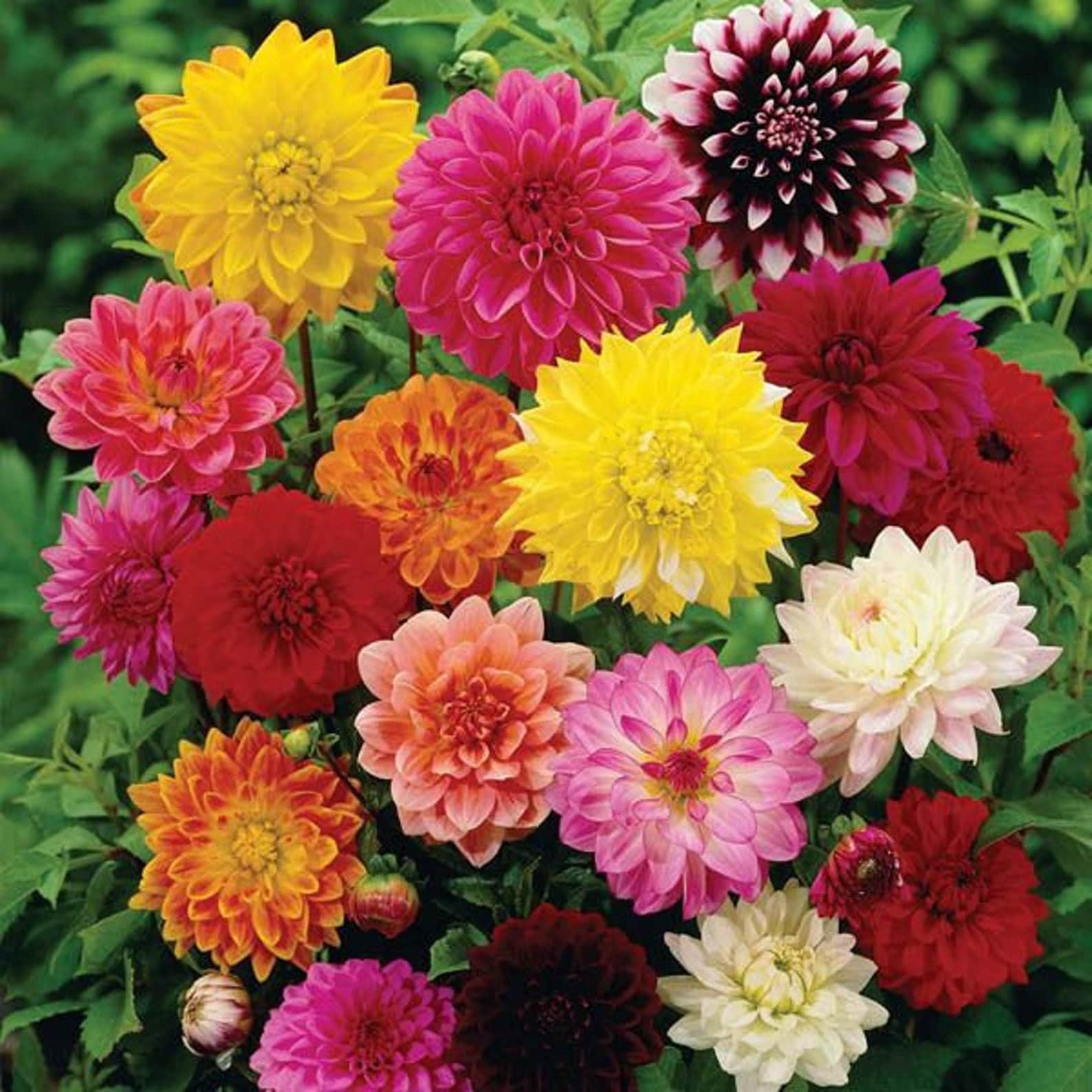 Decorative Double Blend Dahlia Seeds 500 Mg | Etsy