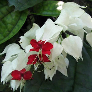 White & Red Bleeding Heart Vine Plant - Clerodendrum - Indoors/Out - 4" Pot