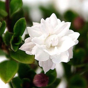 Double White Serissa Tree - 2.5&quot; Pot - House Plant, Fairy Garden Plant, Bonsai