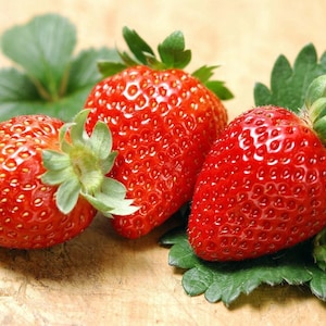 Albion Everbearing Strawberry 10 Bare Root Plants - NEW! Extra Large & Sweet