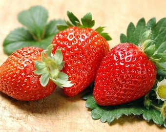 Albion Everbearing Strawberry 10 Bare Root Plants - NEW! Extra Large & Sweet
