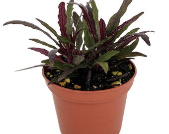 Dragon's Tongue Plant - Hemigraphis - Terrarium/FairyGarden/Houseplant- 2.5" Pot