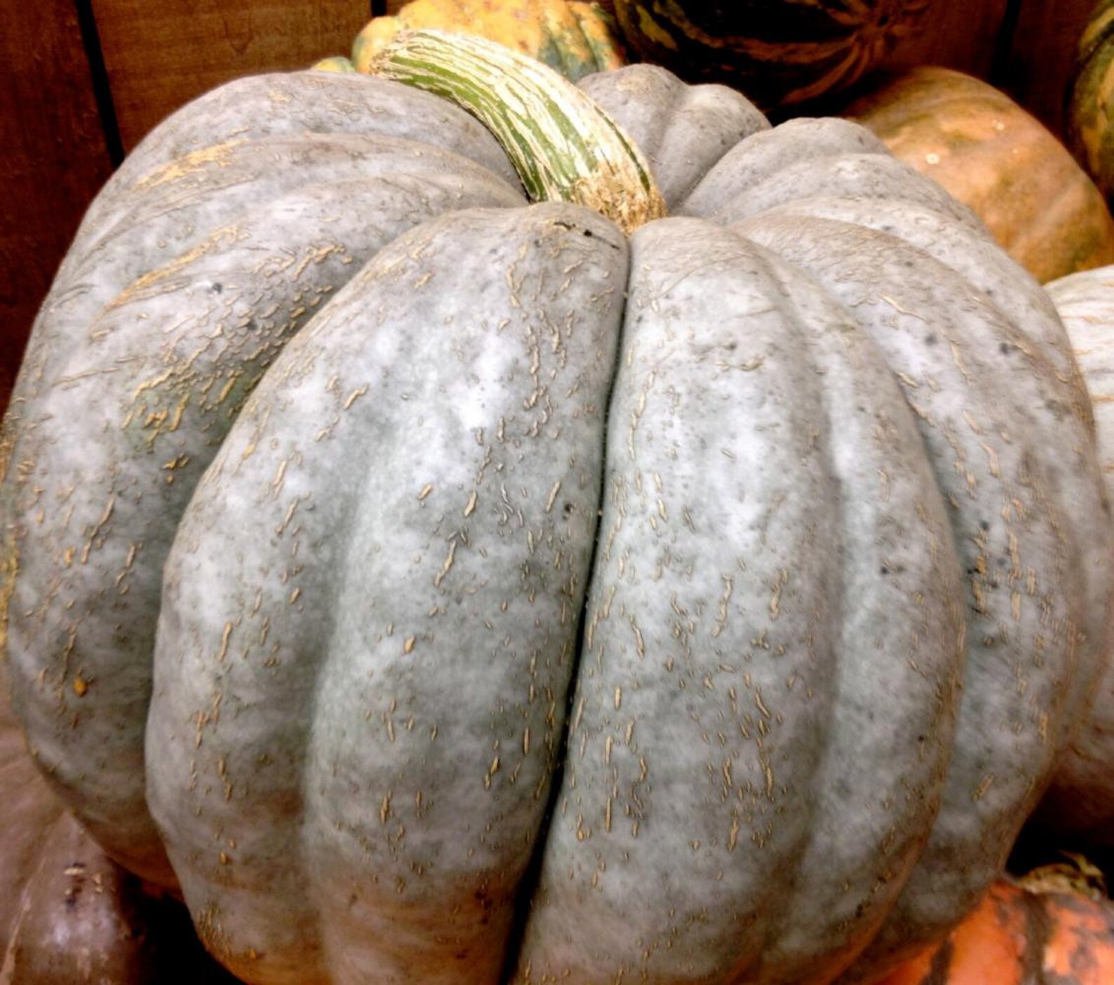 Blue Jarrahdale Pumpkin 15 Seeds Decorative & Edible Etsy
