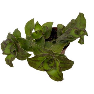 Dragon Tail Callisia soconuscensis - 2.5&quot; Pot- Collector&#39;s Series