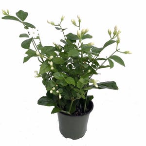 Ohio Grown Arabian Tea Jasmine Plant - Maid of Orleans - 4" Pot