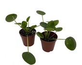 Hirt 39 s Gardens Chinese Money Plant - Pilea peperomiodes - 2 Plants in 2 quot Pots