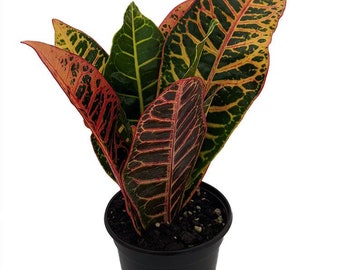 Colorful Croton - 3.5" Pot - Easy to Grow House Plant - Codiaeum Petra