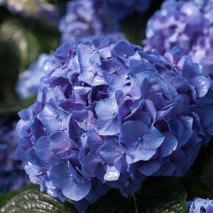 May include: A cluster of vibrant blue hydrangea flowers featuring numerous rounded petals arranged in a dense, spherical bloom. The petals display varying shades of deep blue and violet, with dark green, textured leaves visible at the base.