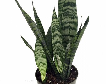 Zeylanica Snake Plant, Mother-In-Law's Tongue - Sanseveria - 6" Pot
