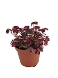 Plum Crazy Shamrock - Oxalis - 2.5" Pot - Fairy Garden Plant/House Plant/Edible