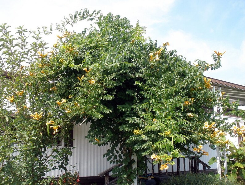 2.5 Pot Yellow Trumpet Vine Plant Campsis radicans /'Flava/'