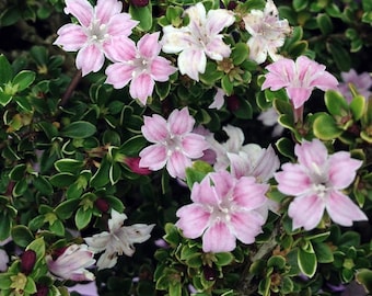Pink Mountain Serissa Tree - 2.5" Pot - House Plant, Fairy Garden Plant, Bonsai
