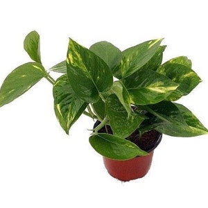 Golden Devil's Ivy - Pothos - Epipremnum - 4" Pot - Very Easy to Grow