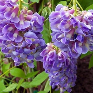 Amethyst Falls Wisteria Vine - 4" Pot