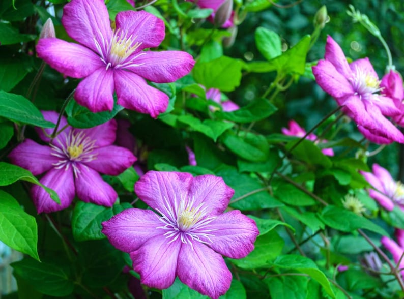Hirt's Gardens Comtesse de Bouchard Clematis Vine