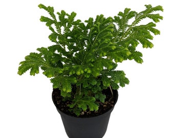 Frosty Fern - Selaginella - Easy to Grow - 2.5" Pot