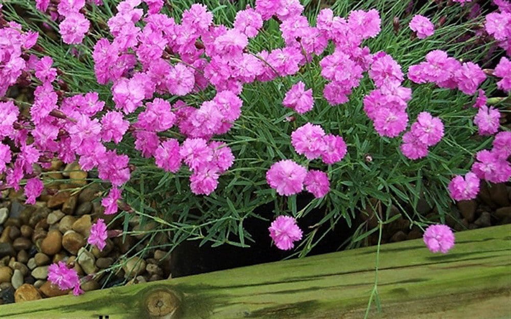 Dianthus Arabella Purple гвоздика