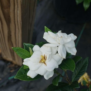 Steady As She Goes® Gardenia jasminoides  - Proven Winners - 4" Pot