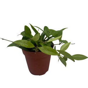 Hoya Memoria Wax Plant - Hoya Gracilis - Live Vining Houseplant - 4" Pot