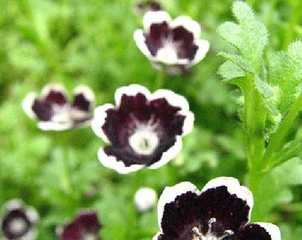 Penny Black - 20 Seeds, 200 mg - Nemophila