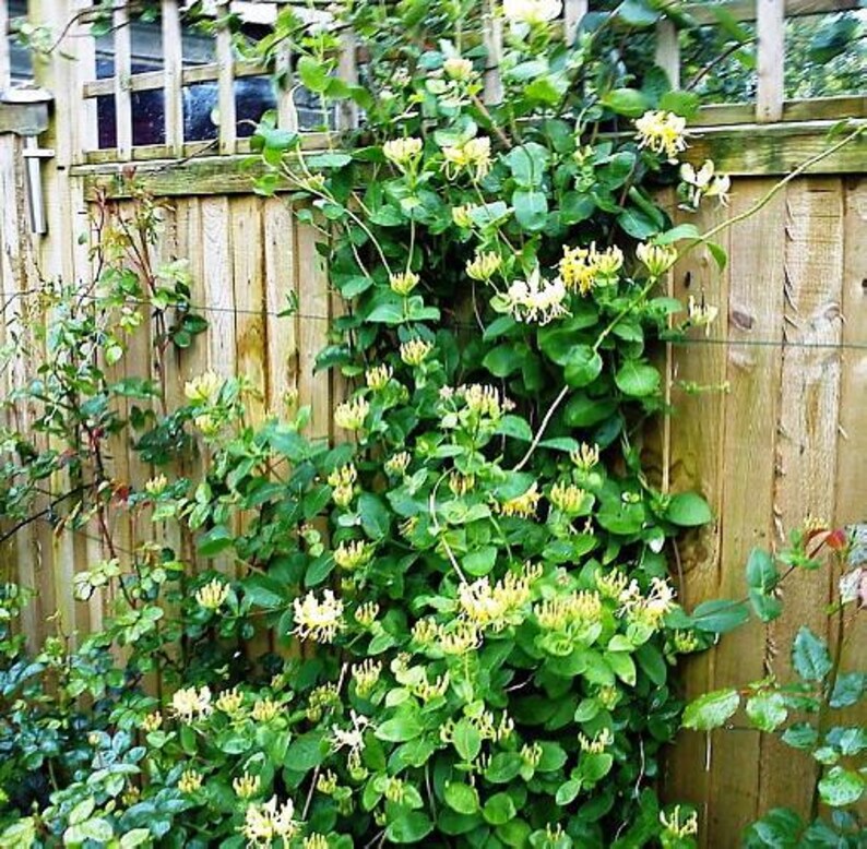Scentsation Honeysuckle - Proven Winner - Lonicera - Very Fragrant - 4" Pot imagen 2
