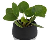Chinese Money Plant - Pilea peperomioides in 3 quot Black Self Watering Plant Pod
