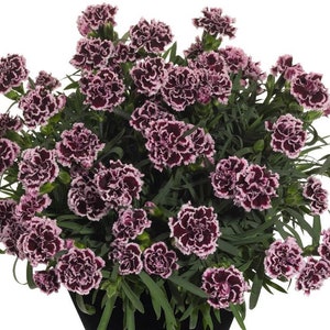 Odessa® Pierrot Dianthus - Very Fragrant - Quart Pot