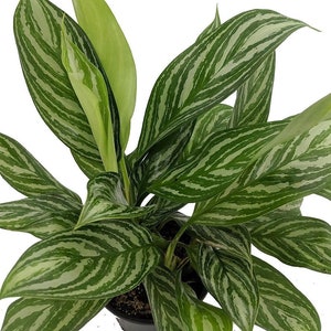 Stripes Chinese Evergreen Plant - Aglaonema - Low Light - 6" Pot