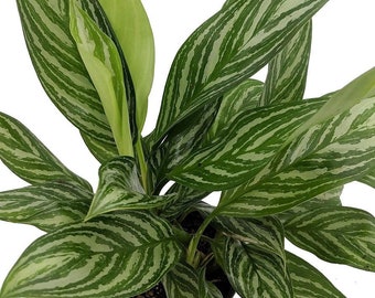 Stripes Chinese Evergreen Plant - Aglaonema - Low Light - 6" Pot