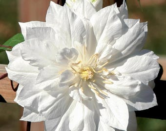 Clematis Duchess of Edinburgh - Double/White - 2.5&quot; Pot - Potted