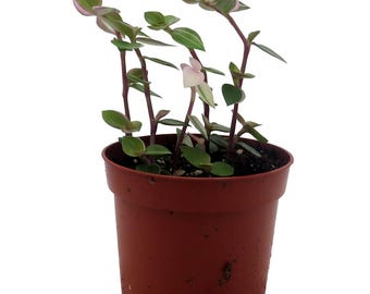 Bolivian Pink Jewel -Turtle Vine - Inch Plant - Callisia Repens Var. - 2.5" Pot