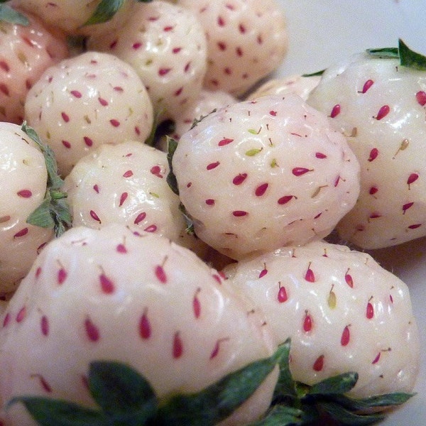 White Carolina Pineberry Plants - 50 Roots -Bareroot-Pineapple/Strawberry Flavor
