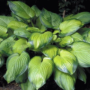 Guacamole Hosta - Hosta of the Year 2002 - Live Plant - Quart Pot