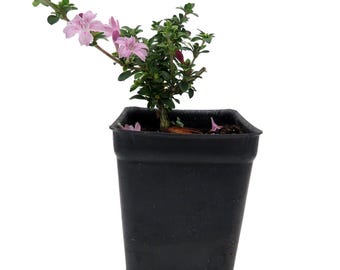 Cherry Blossom Serissa Tree - 2.5" Pot - House Plant, Fairy Garden Plant, Bonsai