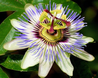 Blue Passion Flower 35 Seeds -Passiflora caerulea