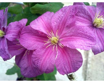 Comtesse de Bouchard Clematis Vine- 2.5" Pot - One of the Most Popular Clematis