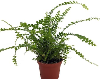 Lemon Button Fern - 2.5" Pot - Nephrolepis cordifolia Duffii - Easy to Grow Fern
