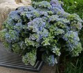 FAIRYTRAIL FRESCO Cascade Hydrangea®- Proven Winners - 4" Pot