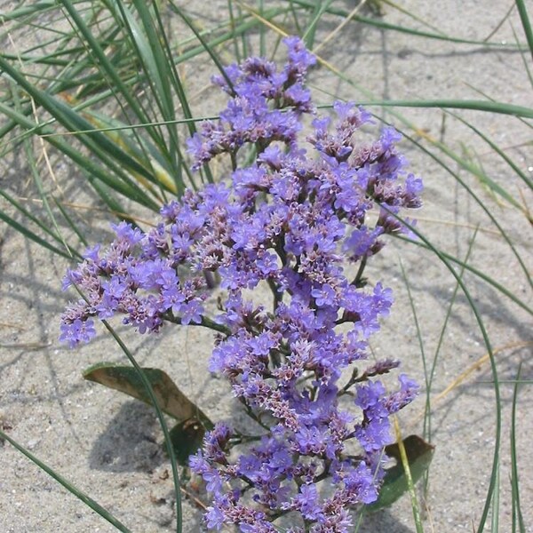 Sea Lavender - 50 Seeds - Limonium latifolium