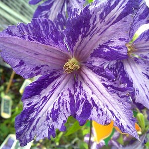 Tie Dye Clematis - Large 6" Flowers - 2.5" Pot - Dark Purple/Silver Streaks