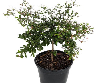 Dwarf Black Olive Tree - Indoors or Out - 4" pot - Bucida spinosa