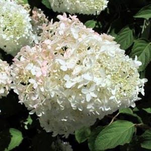 BoBo® Dwarf Hydrangea Bush - Blooms all Summer - Proven Winners - 4" Pot imagen 3