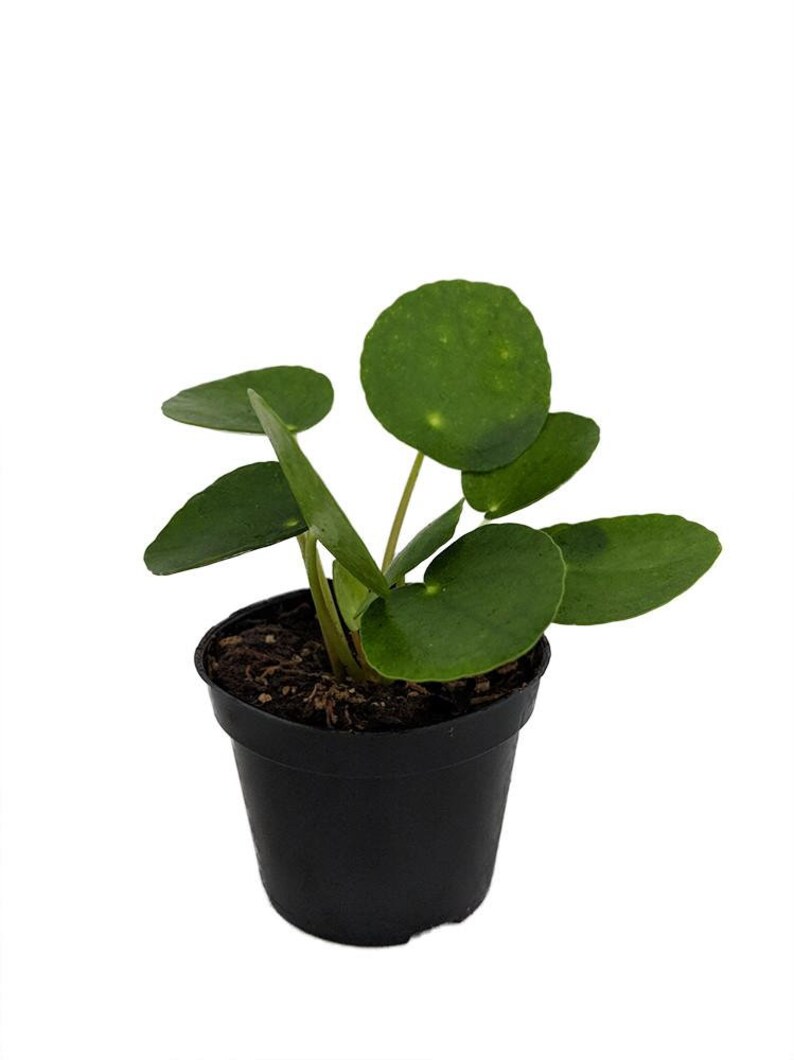 Hirt's Gardens Chinese Money Plant Pilea peperomiodes 2.5 Pot image 1