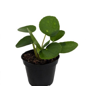 Hirt's Gardens Chinese Money Plant - Pilea peperomiodes - 2.5" Pot