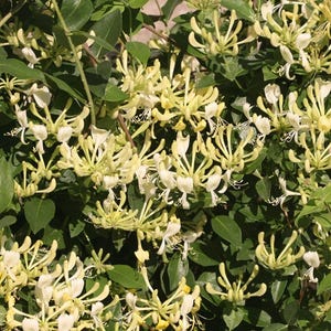 Scentsation Honeysuckle - Proven Winner - Lonicera - Very Fragrant - 4" Pot image 1