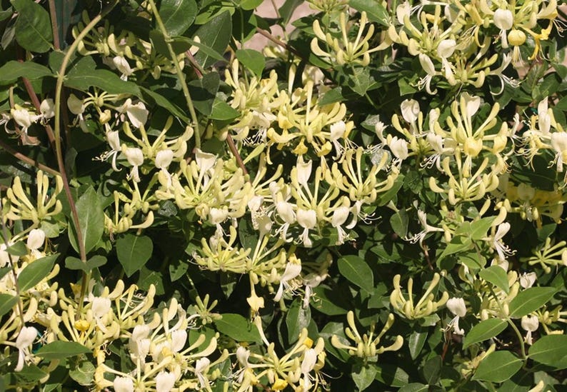 Scentsation Honeysuckle - Proven Winner - Lonicera - Very Fragrant - 4" Pot image 1