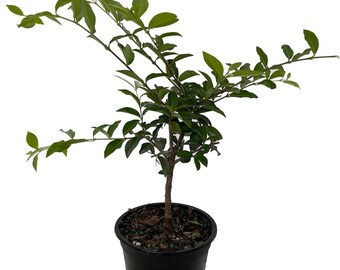 Barbados Cherry Plant - Malpighia emarginata - Indoors/Out - 4" pot