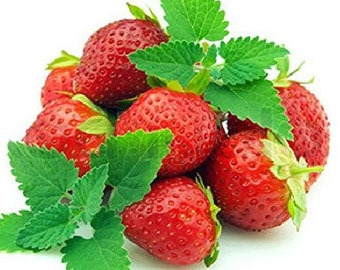 Strawberry Mint - Grow Indoors or Out - Live Plant - 3" Pot